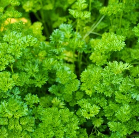 Parsley Essential Oil India 3